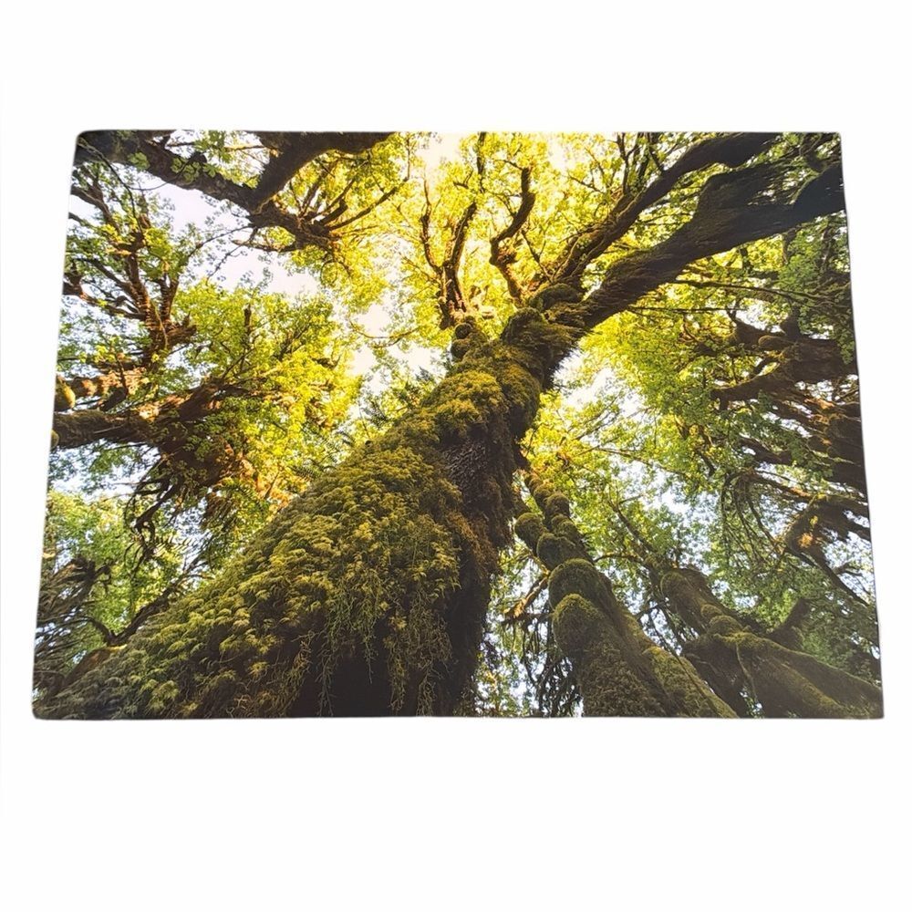 Hoh Rainforest, Photography Print 18x24